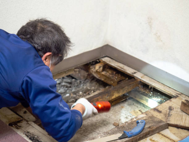 Best Residential Mold Removal  in Oakboro, NC