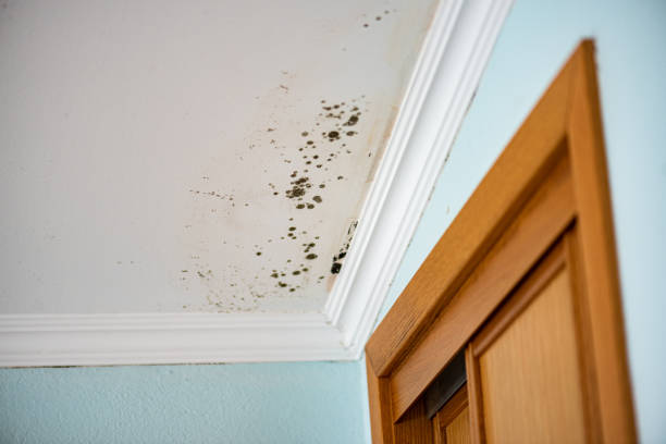 Best Fast Mold Removal  in Oakboro, NC