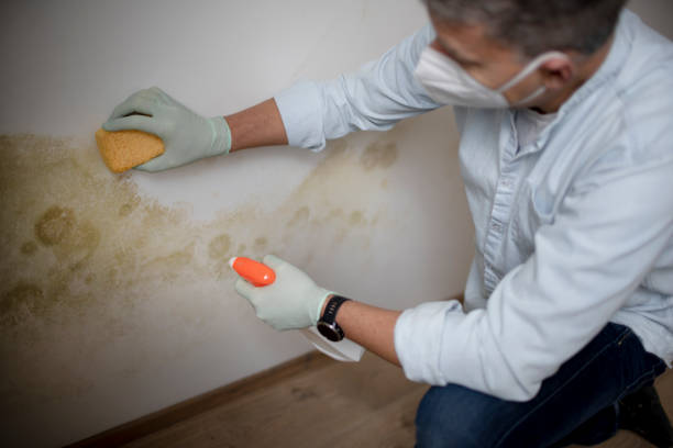 Best Same-Day Mold Removal  in Oakboro, NC