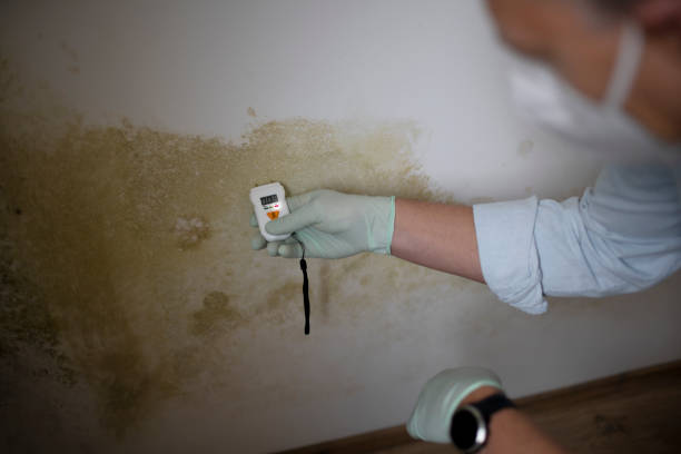 Best Mold Remediation  in Oakboro, NC