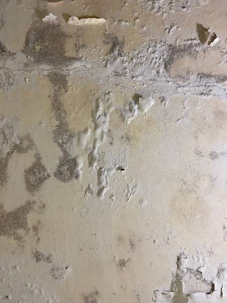 Best Office Mold Removal Services  in Oakboro, NC