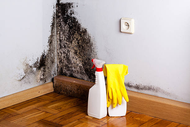 Best Professional Mold Removal  in Oakboro, NC